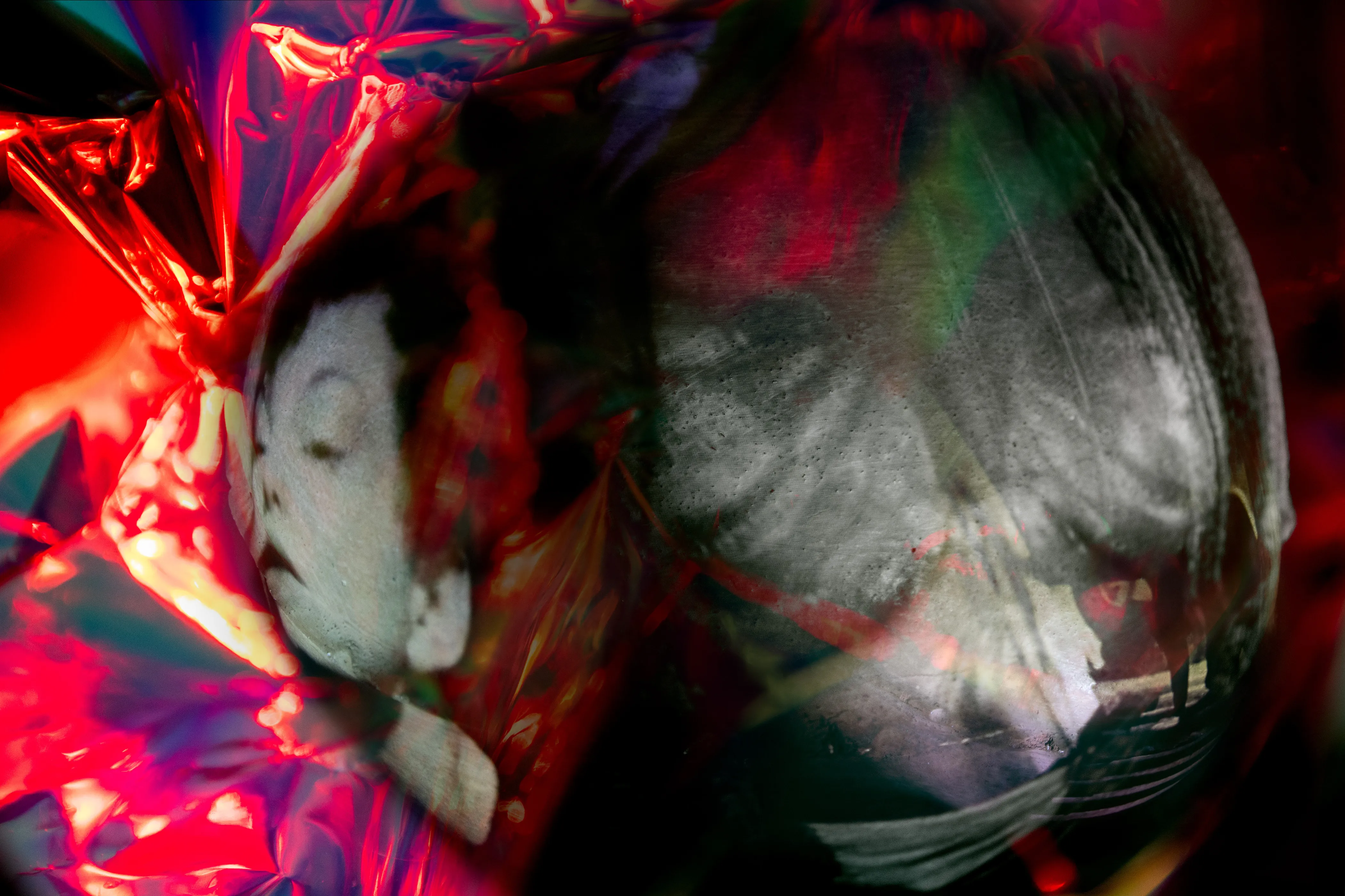 A pale face lying on its side at the left among red foil, with a gray round textured form at the right.