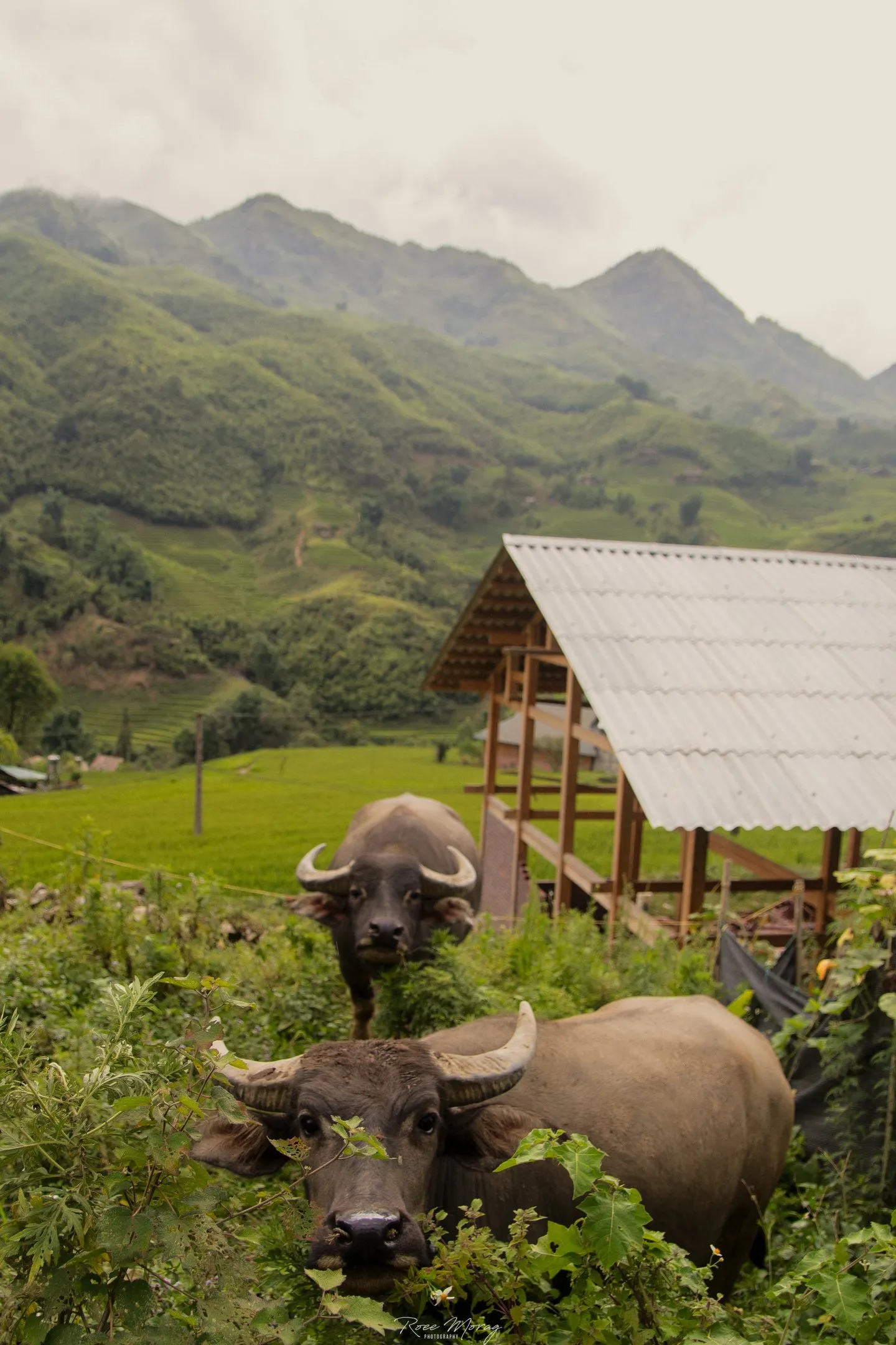 Two water buffalo grazing among green plants in front of a small open shelter with a corrugated roof, with mountains behind.