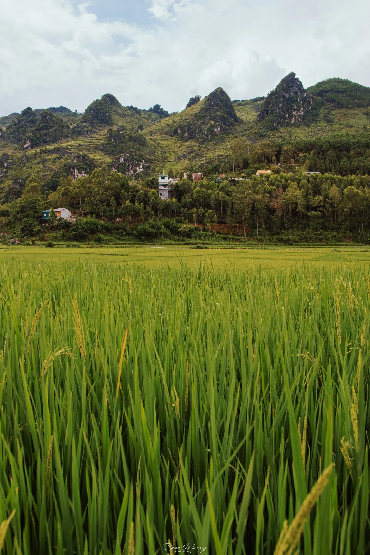A rice field in the foreground with jagged green limestone hills behind.